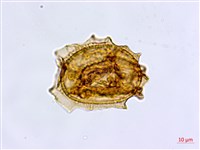 大蓬萊鐵角蕨藏品圖，第2張