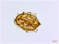 大蓬萊鐵角蕨藏品圖，第3張