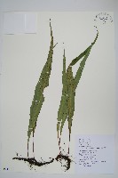 粵瓦葦藏品圖，第1張