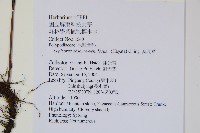粵瓦葦藏品圖，第2張