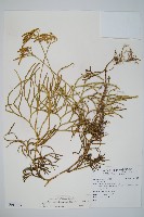 地刷子藏品圖，第1張