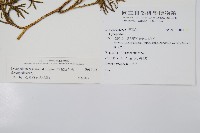 地刷子藏品圖，第2張