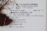 瘤足蕨藏品圖，第2張