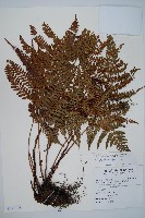 臺灣鱗毛蕨藏品圖，第1張