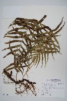 箭葉水龍骨、擬水龍骨藏品圖，第1張