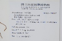 箭葉水龍骨、擬水龍骨藏品圖，第2張