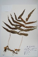 肢節蕨藏品圖，第1張