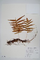 箭葉水龍骨、擬水龍骨藏品圖，第1張