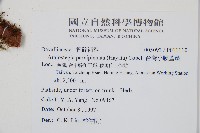 台灣小膜蓋蕨藏品圖，第2張
