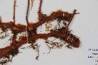 台灣小膜蓋蕨藏品圖，第3張