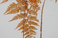 台灣小膜蓋蕨藏品圖，第4張