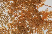 台灣小膜蓋蕨藏品圖，第5張