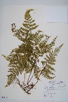 碗蕨藏品圖，第1張