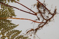 碗蕨藏品圖，第3張