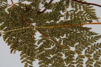 碗蕨藏品圖，第4張