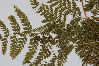 碗蕨藏品圖，第5張