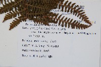 柄囊蕨藏品圖，第2張