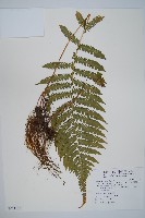 光葉鱗蓋蕨藏品圖，第1張