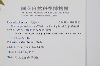 光葉鱗蓋蕨藏品圖，第2張