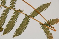 光葉鱗蓋蕨藏品圖，第3張