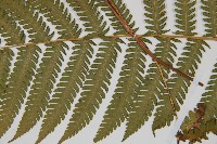 光葉鱗蓋蕨藏品圖，第4張