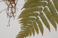 光葉鱗蓋蕨藏品圖，第5張