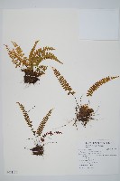 鐵角蕨藏品圖，第1張