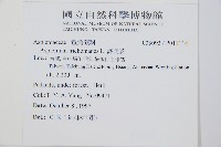 鐵角蕨藏品圖，第2張