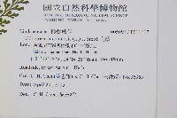 烏蕨藏品圖，第2張