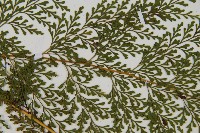 烏蕨藏品圖，第4張