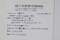 車前蕨藏品圖，第2張