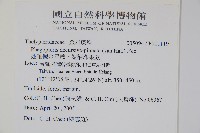 翅軸假金星蕨、短柄卵果蕨藏品圖，第2張