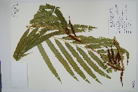 粗齒革葉紫萁藏品圖，第1張