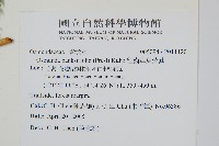 粗齒革葉紫萁藏品圖，第2張