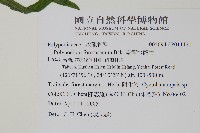 臺灣水龍骨藏品圖，第2張