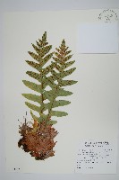 槲蕨藏品圖，第1張