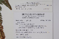 南海鱗毛蕨藏品圖，第2張