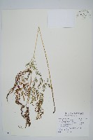 金粉蕨藏品圖，第1張