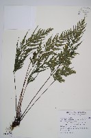 威氏鐵角蕨藏品圖，第1張