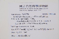 威氏鐵角蕨藏品圖，第2張