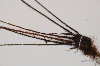 威氏鐵角蕨藏品圖，第3張