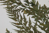 威氏鐵角蕨藏品圖，第4張