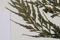 威氏鐵角蕨藏品圖，第5張