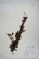 抱樹蕨、伏石蕨藏品圖，第1張