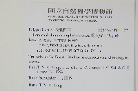 抱樹蕨、伏石蕨藏品圖，第2張