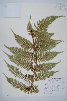 登錄號:P011129藏品圖，第1張