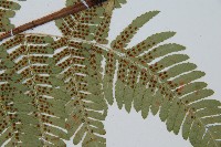 登錄號:P011129藏品圖，第3張