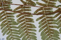 登錄號:P011129藏品圖，第4張