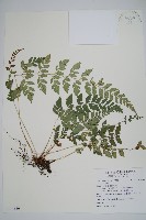 登錄號:P011130藏品圖，第1張