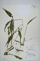 萊氏線蕨藏品圖，第1張